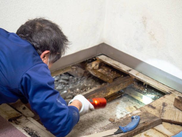 Professional Mold Removal in Scarsdale, NY