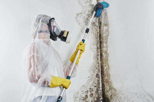  Scarsdale, NY Mold Removal Pros