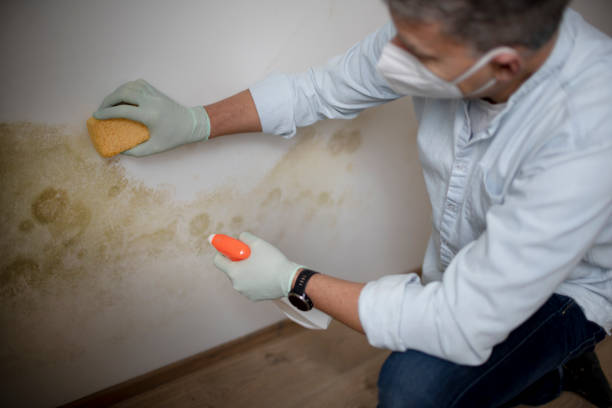 Best Mold Removal Company Near Me  in Scarsdale, NY