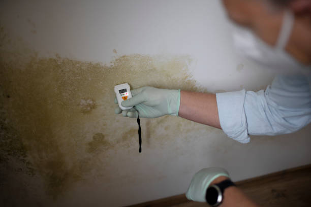 Best Affordable Mold Removal  in Scarsdale, NY