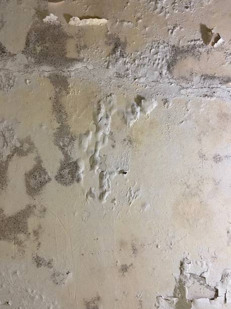 Best Mold Remediation  in Scarsdale, NY