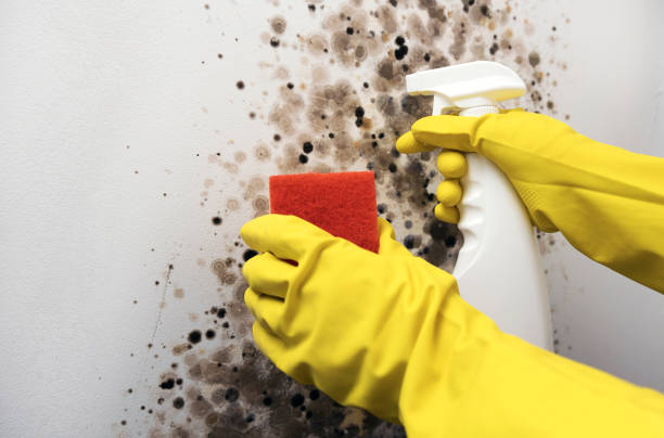 Best Emergency Mold Removal  in Scarsdale, NY