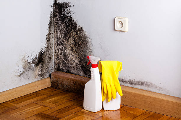 Best Office Mold Removal Services  in Scarsdale, NY