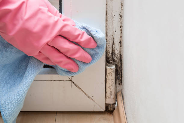 Best Residential Mold Removal  in Scarsdale, NY