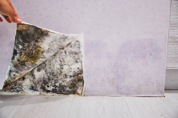 Best Mold Inspection  in Scarsdale, NY